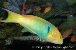 Image 08873, Sunset wrasse., Thalassoma lutescens, Phillip Colla, all rights reserved worldwide.   Keywords: animal:banana:color and pattern:disruptive coloration:fish:fish anatomy:green moon wrasse:lime green wrasse:marine fish:sunset wrasse:thalassoma lutescens:underwater:wrasse:yellow moon wrasse.