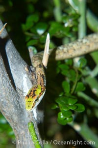 Twig snake.  The twig snake is back-fanged, having its short fangs situated far back in the mouth.  Its venom will subdue small prey such as rodents.  Its is well camouflaged, resembling a small twig or branch in the trees that it inhabits, Thelotornis capensis oatesii