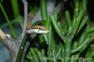 Twig snake.  The twig snake is back-fanged, having its short fangs situated far back in the mouth.  Its venom will subdue small prey such as rodents.  Its is well camouflaged, resembling a small twig or branch in the trees that it inhabits, Thelotornis capensis oatesii