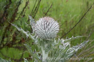 Unidentified thistle, San Elijo Lagoon, Encinitas, California