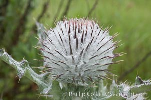 Unidentified thistle, San Elijo Lagoon, Encinitas, California