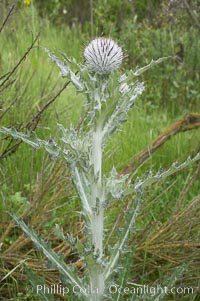 Unidentified thistle, San Elijo Lagoon, Encinitas, California