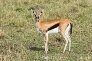 Thompson's gazelle, Maasai Mara, Kenya, Eudorcas thomsonii, Maasai Mara National Reserve