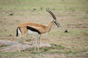 Thompson's gazelle, Maasai Mara, Kenya, Eudorcas thomsonii, Olare Orok Conservancy