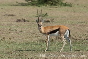 Thompson's gazelle, Maasai Mara, Kenya, Eudorcas thomsonii, Olare Orok Conservancy