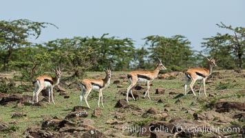 Thompson's gazelle, Maasai Mara, Kenya, Eudorcas thomsonii, Olare Orok Conservancy