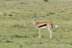 Thompson's gazelle, Maasai Mara, Kenya, Eudorcas thomsonii, Olare Orok Conservancy