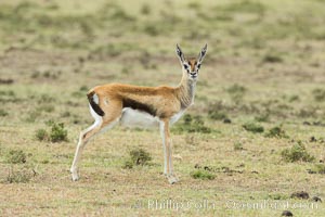 Thompson's gazelle, Maasai Mara, Kenya, Eudorcas thomsonii, Olare Orok Conservancy