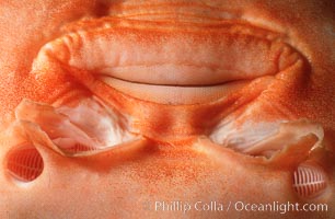 Thornback ray mouth, Platyrhinoidis triseriata, La Jolla, California