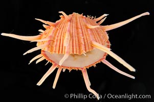 Thorny oyster or spiny oyster, Spondylus