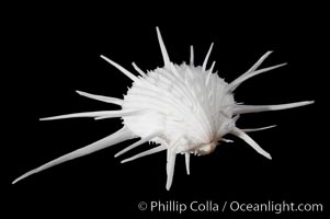 Thorny oyster or spiny oyster, Spondylus