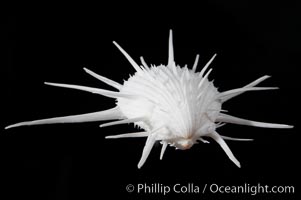 Thorny oyster or spiny oyster, Spondylus