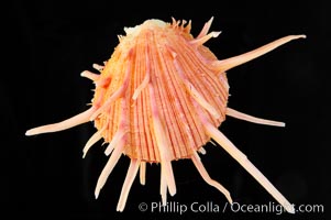 Thorny oyster or spiny oyster, Spondylus