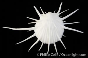 Thorny oyster or spiny oyster, Spondylus