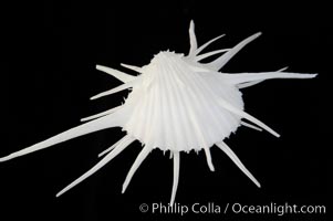 Thorny oyster or spiny oyster, Spondylus