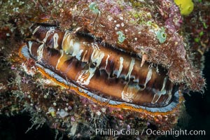 Thorny Oyster, Spondylus varians, Fiji. Makogai Island, Lomaiviti Archipelago, natural history stock photograph, photo id 31449