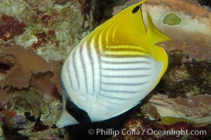 Threadfin butterflyfish, Chaetodon auriga