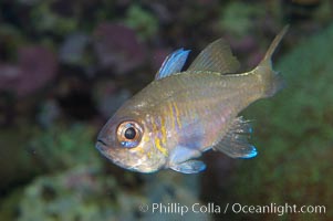 Threadfin cardinalfish, Apogon leptacanthus