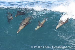 Three California sea lions bodysurf together, suspended in the face of a big wave, Boomer Beach, La Jolla