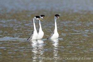 Three Clark's Grebes in a courtship ceremony, Lake Hodges, San Diego, Aechmophorus clarkii