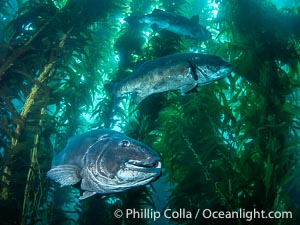 Three Giant Black Sea Bass in a Courtship Posture, Hovering One Above the Other in Kelp at Catalina Island. In summer months, black seabass gather in kelp forests in California to form mating aggregations.  Courtship behaviors include circling of pairs of giant sea bass, production of booming sounds by presumed males, and nudging of females by males in what is though to be an effort to encourage spawning, Stereolepis gigas