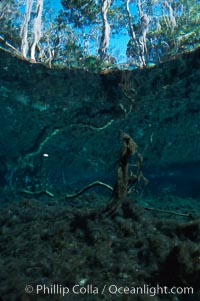 Three Sisters Springs, Crystal River, Florida