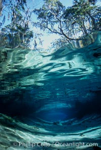 Three Sisters Springs depicted in an underwater landscape with sand, clear water and trees, Crystal River, Florida