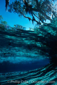 Three Sisters Springs, Crystal River, Florida