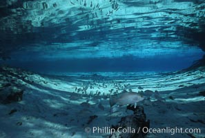 Three Sisters Springs, Crystal River, Florida