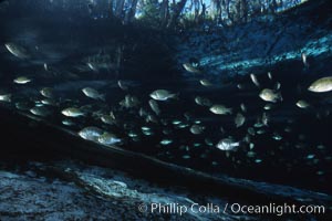 Three Sisters Springs, fish and tree roots, Crystal River, Florida