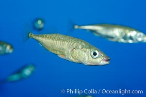 The three-spined stickleback is found in freshwater, brackish and marine waters, Gasterosteus aculeatus