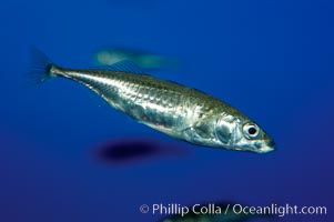 The three-spined stickleback is found in freshwater, brackish and marine waters, Gasterosteus aculeatus