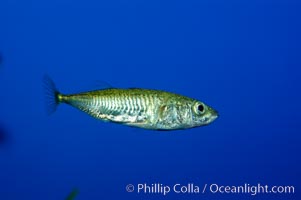 The three-spined stickleback is found in freshwater, brackish and marine waters, Gasterosteus aculeatus