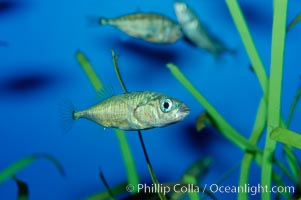 The three-spined stickleback is found in freshwater, brackish and marine waters, Gasterosteus aculeatus