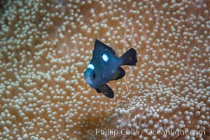 Three spot dascyllus crapping, Dascyllus trimaculatus, Fiji, Dascyllus trimaculatus