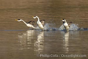 Three Western Grebes Rushing on Lake Hodges, Aechmophorus occidentalis, San Diego, California