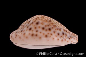 Thrush Cowrie, Cypraea turdus