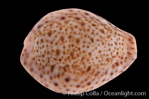 Thrush Cowrie, Cypraea turdus