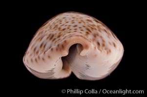 Thrush Cowrie, Cypraea turdus