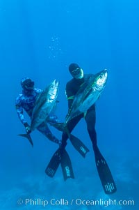 Joe Tobin (left) and James Tate (right) with yellowfin tuna (approx 60 pounds each), taken by breathold diving with band-power spearguns near Abalone Point.  Guadalupe Island, like other Eastern Pacific islands, is a fine place in the world to spear large yellowfin tuna.  July 2004, Thunnus albacares, Guadalupe Island (Isla Guadalupe)