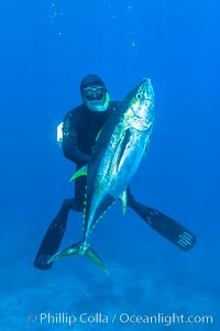 James Tate with yellowfin tuna (approx 60 pounds) taken by breathold diving with a band-power speargun near Abalone Point.  July 2004, Thunnus albacares, Guadalupe Island (Isla Guadalupe)