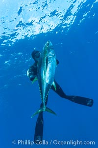 James Tate with yellowfin tuna (approx 60 pounds) taken by breathold diving with a band-power speargun near Abalone Point.  July 2004, Thunnus albacares, Guadalupe Island (Isla Guadalupe)