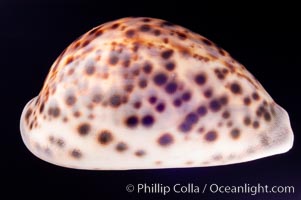 Tiger Cowrie, Cypraea tigris