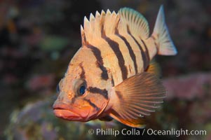 Tiger rockfish (juvenile), Sebastes nigrocinctus