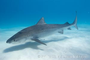 Tiger shark, Galeocerdo cuvier, Bahamas.