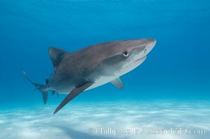 Tiger shark, Galeocerdo cuvier, Bahamas.