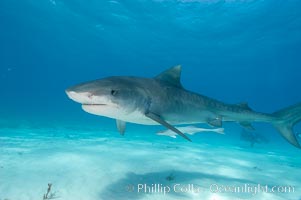 Tiger shark and live sharksucker (remora), Echeneis naucrates, Galeocerdo cuvier