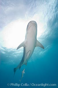 Tiger shark and live sharksucker (remora), Galeocerdo cuvier, Echeneis naucrates