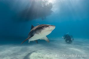 Tiger shark, Galeocerdo cuvier, Bahamas.