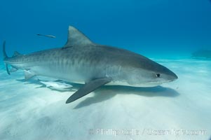 Tiger shark and live sharksucker (remora), Echeneis naucrates, Galeocerdo cuvier